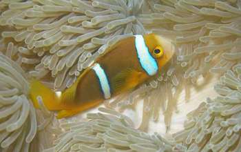 Mo'orea's corals form the backbone of a reef ecosystem that supports many other creatures.